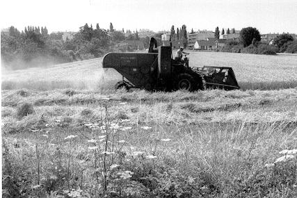 Noisy-le-Grand. La dernière moisson.