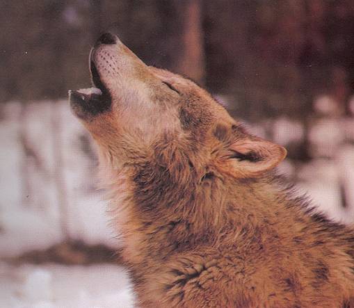 Loup